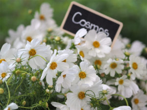 fleurs fraiches blanches